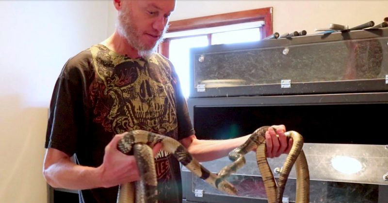 PAY CRAZY MAN IMMUNE TO VENOM 800x420 - Идущий по краю: американец 20 лет экспериментировал с укусами ядовитых змей