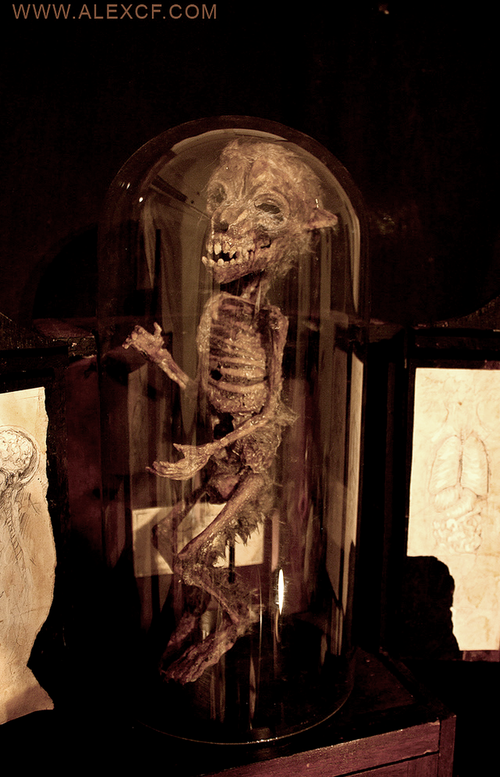 Фотография: Загадка кошмарной коллекции Томаса Меррилина, путешественника во времени №17 - BigPicture.ru