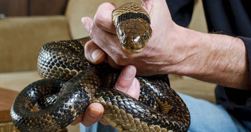 Фотография: Идущий по краю: американец 20 лет экспериментировал с укусами ядовитых змей №6 - BigPicture.ru