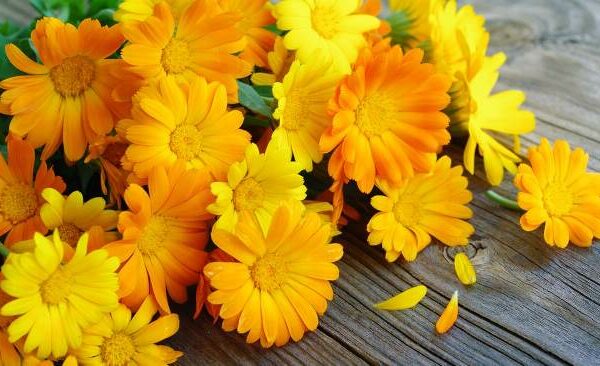 Розовый лишай у человека: симптомы и лечение болезни