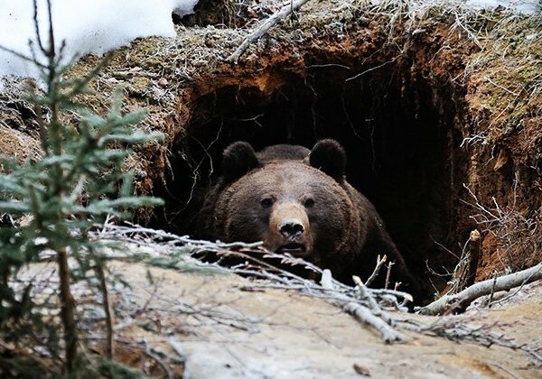Медвежьи консервы, или Как выжить в берлоге хищника
