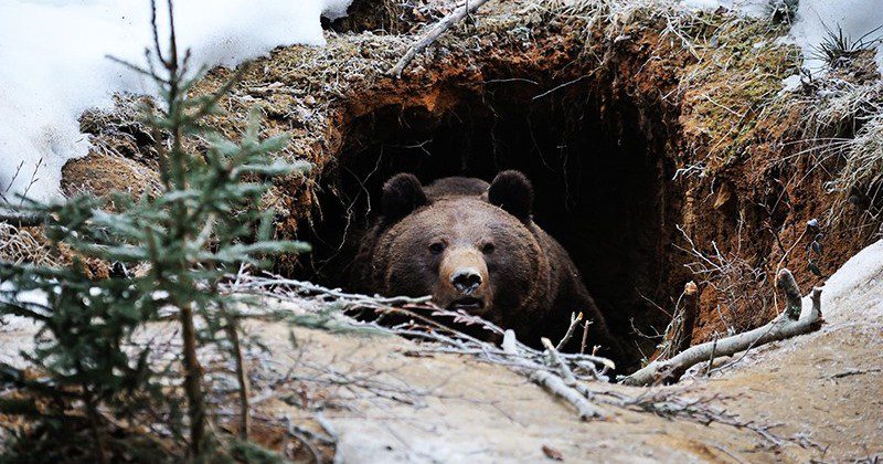 Фотография: Медвежьи консервы, или Как выжить в берлоге хищника №1 - BigPicture.ru
