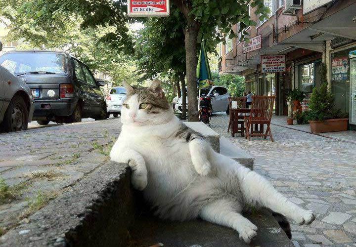 Фотография: Стамбульский кот Томбили, которому поставили памятник за вальяжную позу №2 - BigPicture.ru