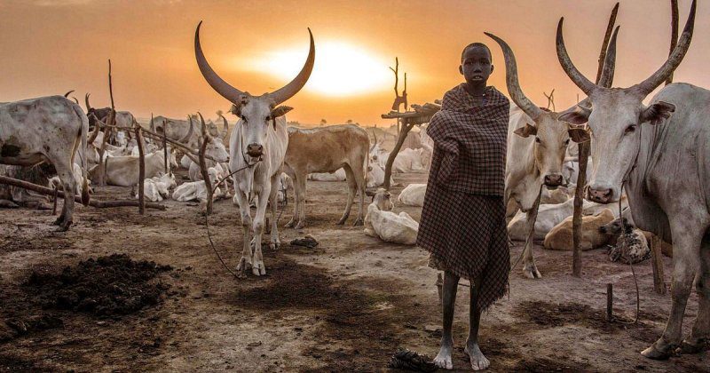Фотография: Будни африканского народа динка: женщины, не признающие одежду, побежденный рак и буйволы №1 - BigPicture.ru