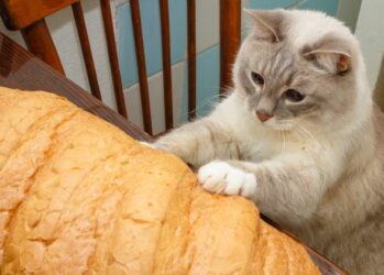 Коты-хлебоеды: тайна неестественного пристрастия домашних любимцев раскрыта!