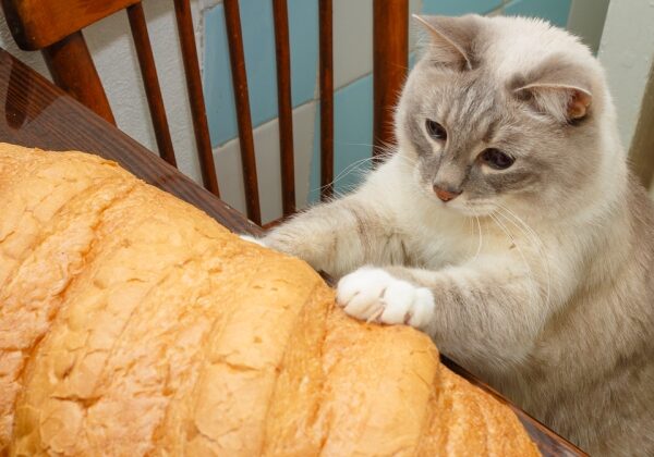 Коты-хлебоеды: тайна неестественного пристрастия домашних любимцев раскрыта!