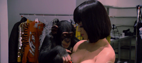 Фотография: Даже приматы знают, как вести себя с девушками! 14 гифок, доказывающих это №6 - BigPicture.ru