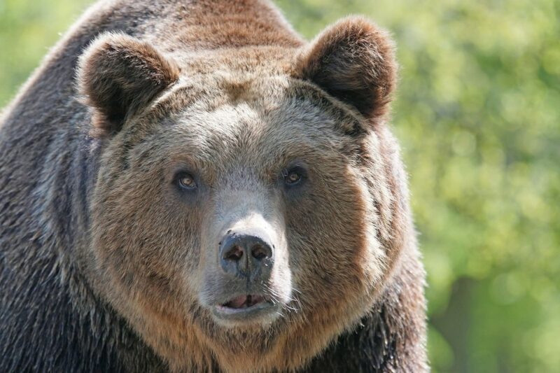 Фотография: Насколько суровы сибиряки: житель Тывы отбился от медведя, откусив ему язык №1 - BigPicture.ru