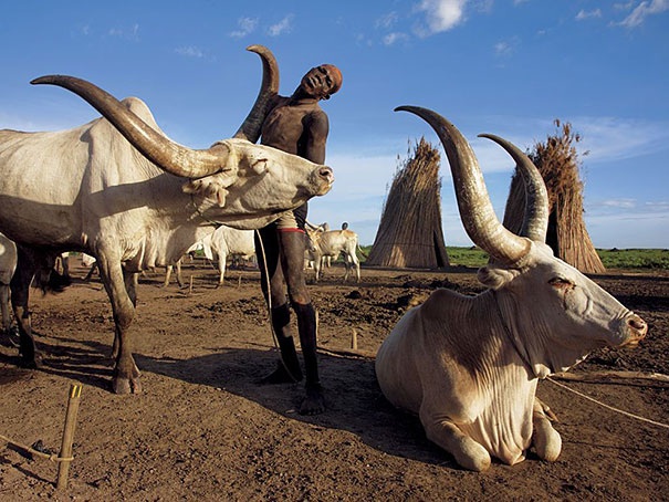 Фотография: Будни африканского народа динка: женщины, не признающие одежду, побежденный рак и буйволы №15 - BigPicture.ru