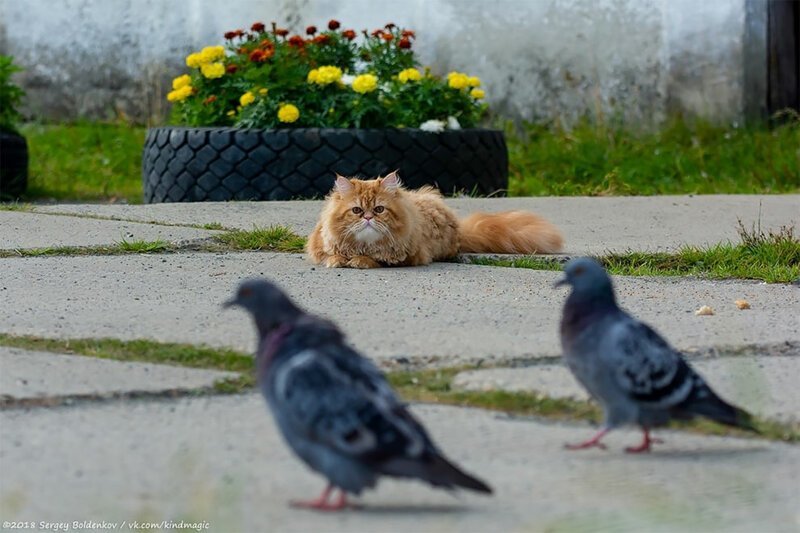 Фотография: Драматичная история кота Барсика, который не смог №3 - BigPicture.ru