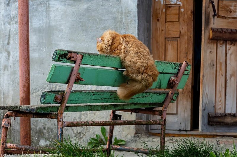 Фотография: Драматичная история кота Барсика, который не смог №6 - BigPicture.ru