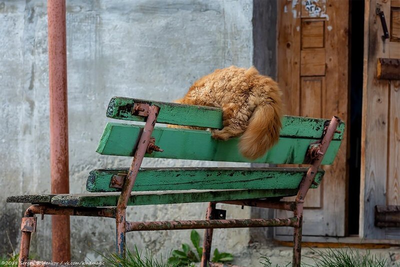 Фотография: Драматичная история кота Барсика, который не смог №7 - BigPicture.ru