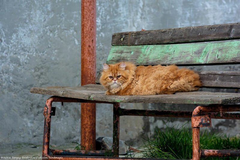 Фотография: Драматичная история кота Барсика, который не смог №8 - BigPicture.ru