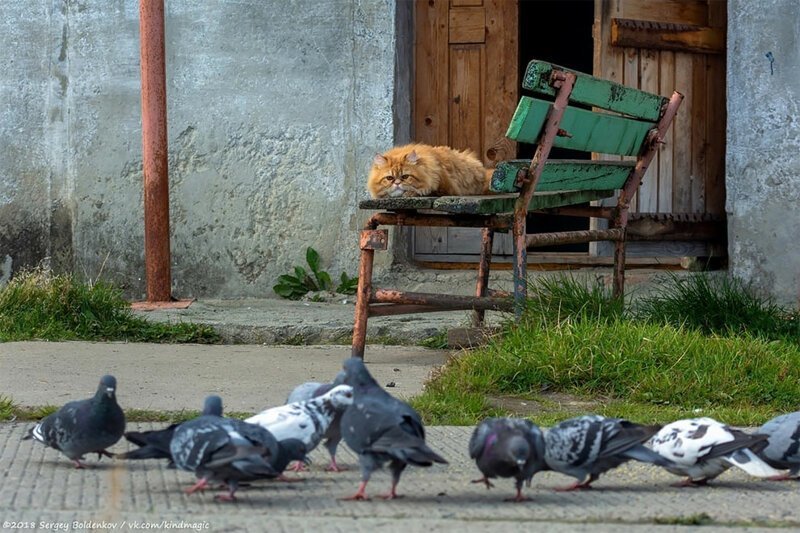 Фотография: Драматичная история кота Барсика, который не смог №9 - BigPicture.ru