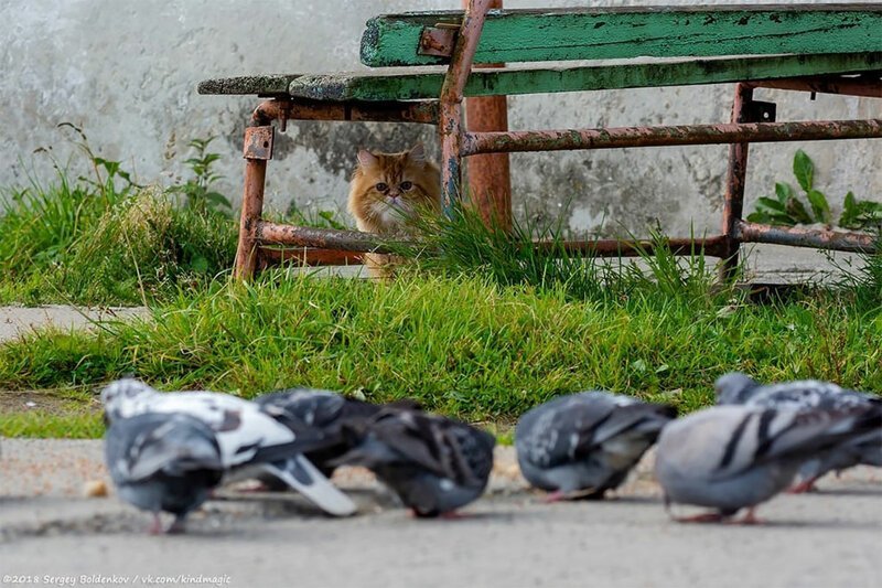 Фотография: Драматичная история кота Барсика, который не смог №10 - BigPicture.ru