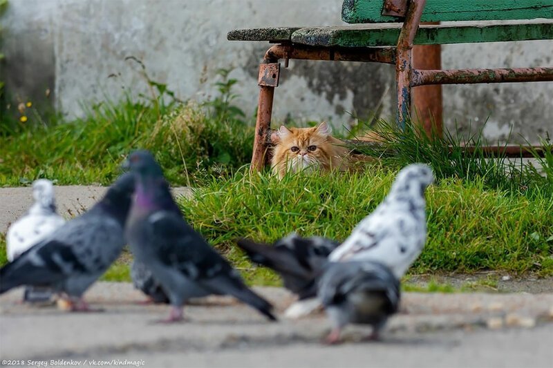 Фотография: Драматичная история кота Барсика, который не смог №12 - BigPicture.ru