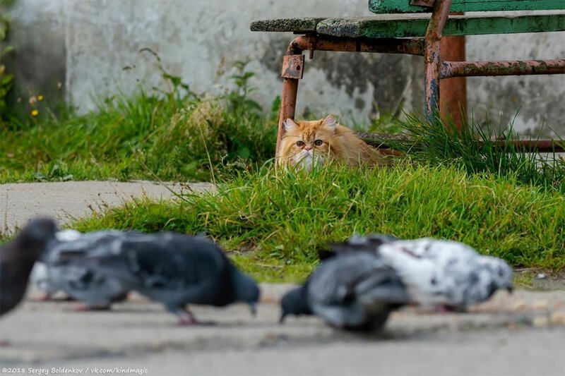 Фотография: Драматичная история кота Барсика, который не смог №13 - BigPicture.ru