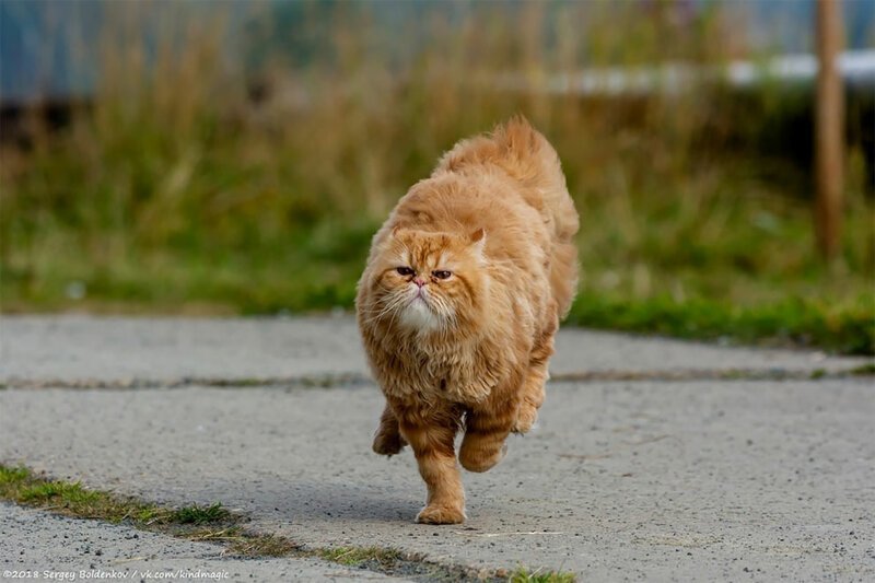 Фотография: Драматичная история кота Барсика, который не смог №15 - BigPicture.ru