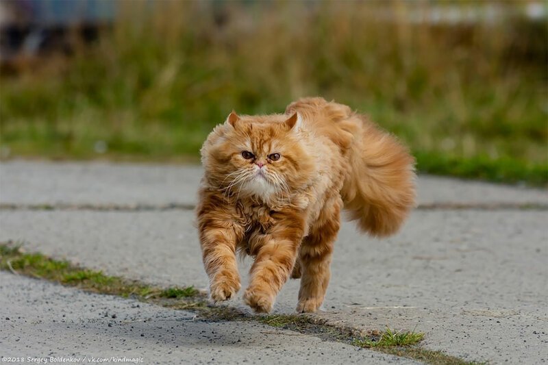 Фотография: Драматичная история кота Барсика, который не смог №16 - BigPicture.ru