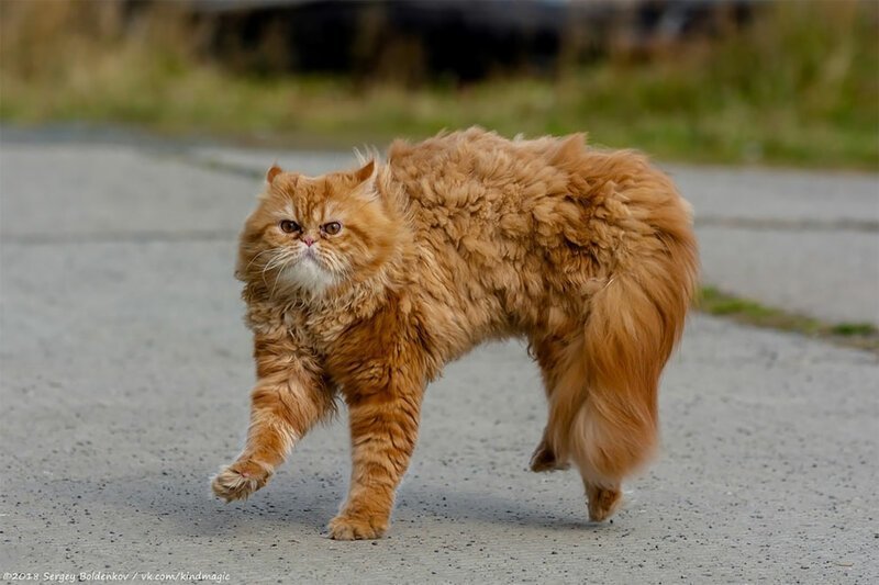Фотография: Драматичная история кота Барсика, который не смог №17 - BigPicture.ru