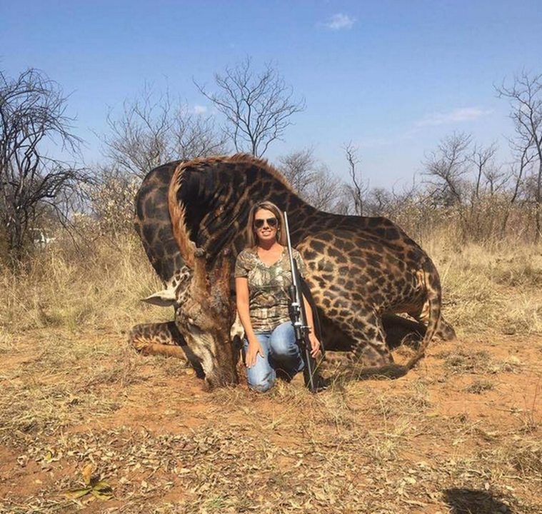 Фотография: Кровожадная охотница убила редкого черного жирафа и сшила из его кожи кобуру №4 - BigPicture.ru