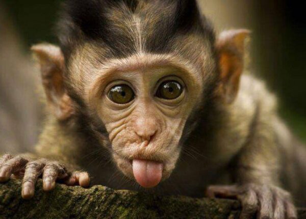 Даже приматы знают, как вести себя с девушками! 14 гифок, доказывающих это