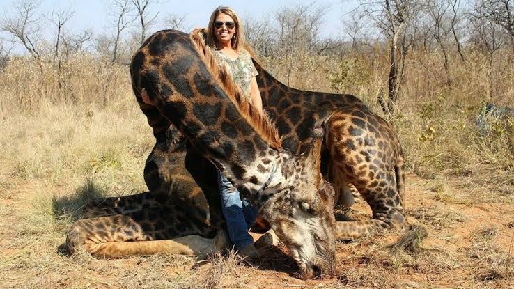 Фотография: Кровожадная охотница убила редкого черного жирафа и сшила из его кожи кобуру №1 - BigPicture.ru