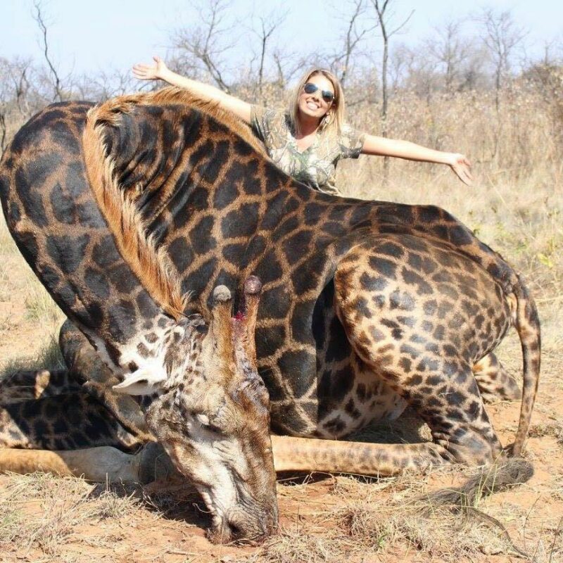 Фотография: Кровожадная охотница убила редкого черного жирафа и сшила из его кожи кобуру №6 - BigPicture.ru