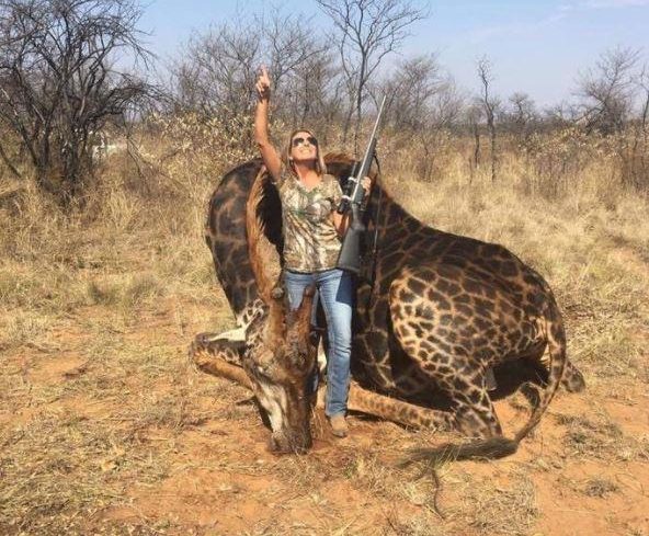 Фотография: Кровожадная охотница убила редкого черного жирафа и сшила из его кожи кобуру №7 - BigPicture.ru