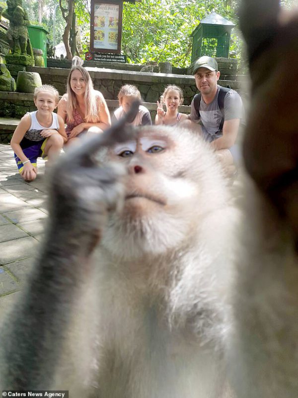 Фотография: Фиг вам, а не селфи! Обезьяна на Бали сама сделала эпичный кадр с туристами №2 - BigPicture.ru