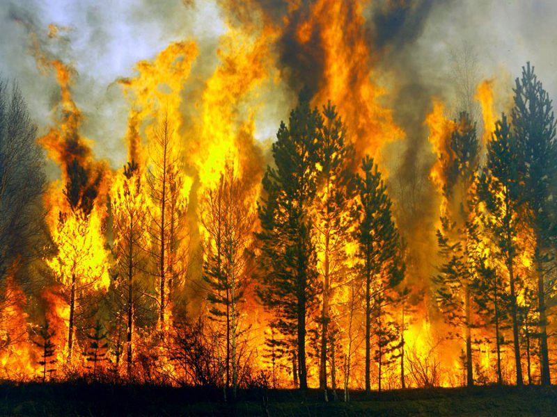Фотография: 10 смертельных опасностей, подстерегающих в наших лесах №11 - BigPicture.ru