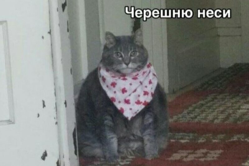 Фотография: Мемы про черешню: откуда они появились и почему это смешно №1 - BigPicture.ru
