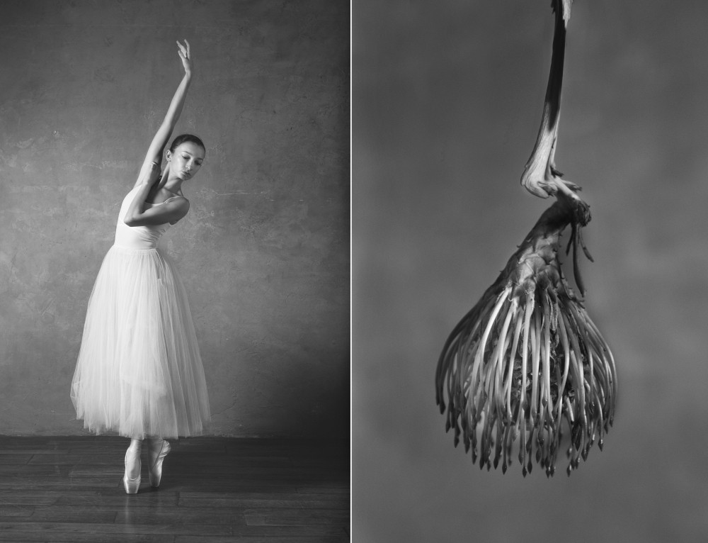 Фотография: Балерина и цветы: фотосерия о сходстве двух изяществ №13 - BigPicture.ru