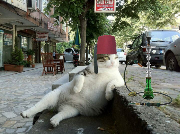 Фотография: Стамбульский кот Томбили, которому поставили памятник за вальяжную позу №5 - BigPicture.ru
