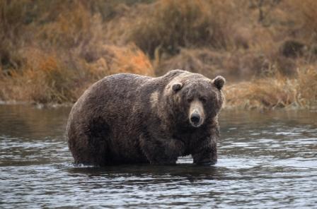 Фотография: Британка спасла своего парня от медведя дельным советом №3 - BigPicture.ru