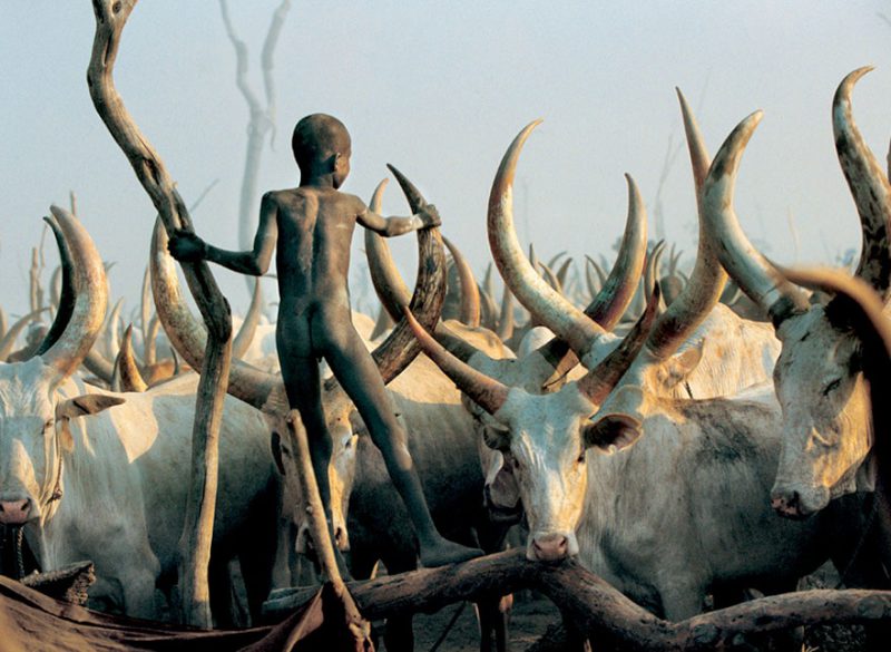 Фотография: Будни африканского народа динка: женщины, не признающие одежду, побежденный рак и буйволы №12 - BigPicture.ru