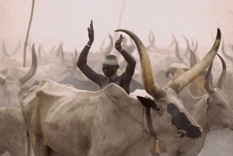 Фотография: Будни африканского народа динка: женщины, не признающие одежду, побежденный рак и буйволы №14 - BigPicture.ru
