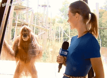 Фотография: Даже приматы знают, как вести себя с девушками! 14 гифок, доказывающих это №15 - BigPicture.ru
