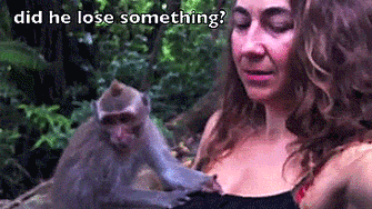 Фотография: Даже приматы знают, как вести себя с девушками! 14 гифок, доказывающих это №11 - BigPicture.ru