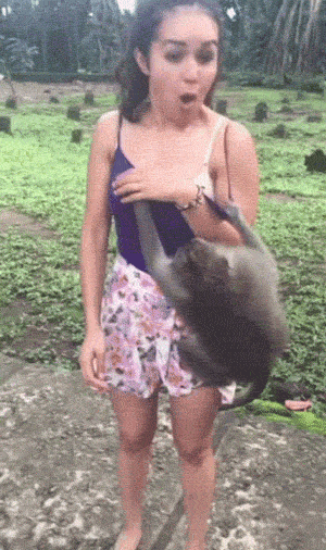 Фотография: Даже приматы знают, как вести себя с девушками! 14 гифок, доказывающих это №4 - BigPicture.ru