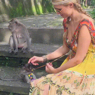 Фотография: Даже приматы знают, как вести себя с девушками! 14 гифок, доказывающих это №5 - BigPicture.ru