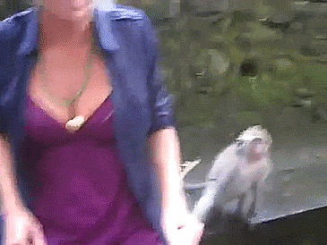Фотография: Даже приматы знают, как вести себя с девушками! 14 гифок, доказывающих это №10 - BigPicture.ru
