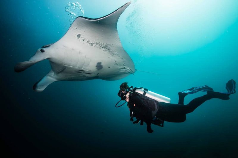 Фотография: Все называют ее снимки фотошопом, но они реальны: удивительные кадры дайвера и подводного мира №12 - BigPicture.ru