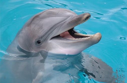 Фотография: 7 неприятных фактов о дельфинах, которые изменят ваше к ним отношение №8 - BigPicture.ru