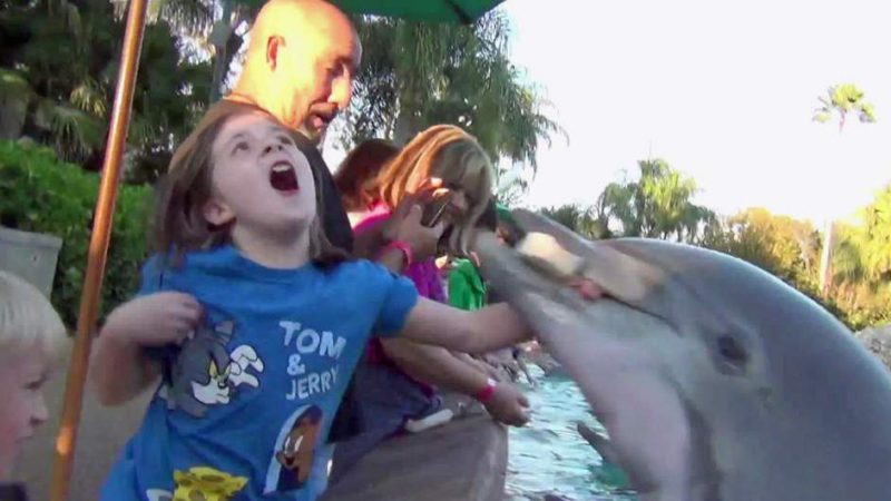 Фотография: 7 неприятных фактов о дельфинах, которые изменят ваше к ним отношение №4 - BigPicture.ru