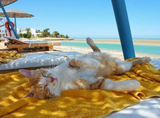 Фотография: Даже они на отдыхе, а ты нет: фотографии котиков, которые вызовут зависть №4 - BigPicture.ru