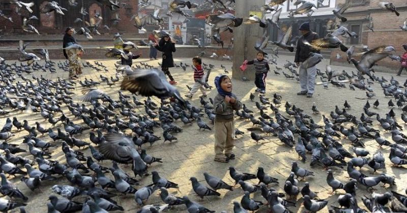 Фотография: Санкции городских властей против голубей: чем птица мира насолила людям №1 - BigPicture.ru
