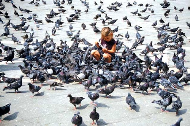 Фотография: Санкции городских властей против голубей: чем птица мира насолила людям №9 - BigPicture.ru