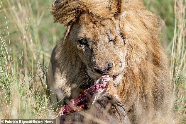 Фотография: Диснеевский Шрам существует: фотограф обнаружил одноглазого льва в Кении №3 - BigPicture.ru