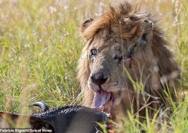 Диснеевский Шрам существует: фотограф обнаружил одноглазого льва в Кении
